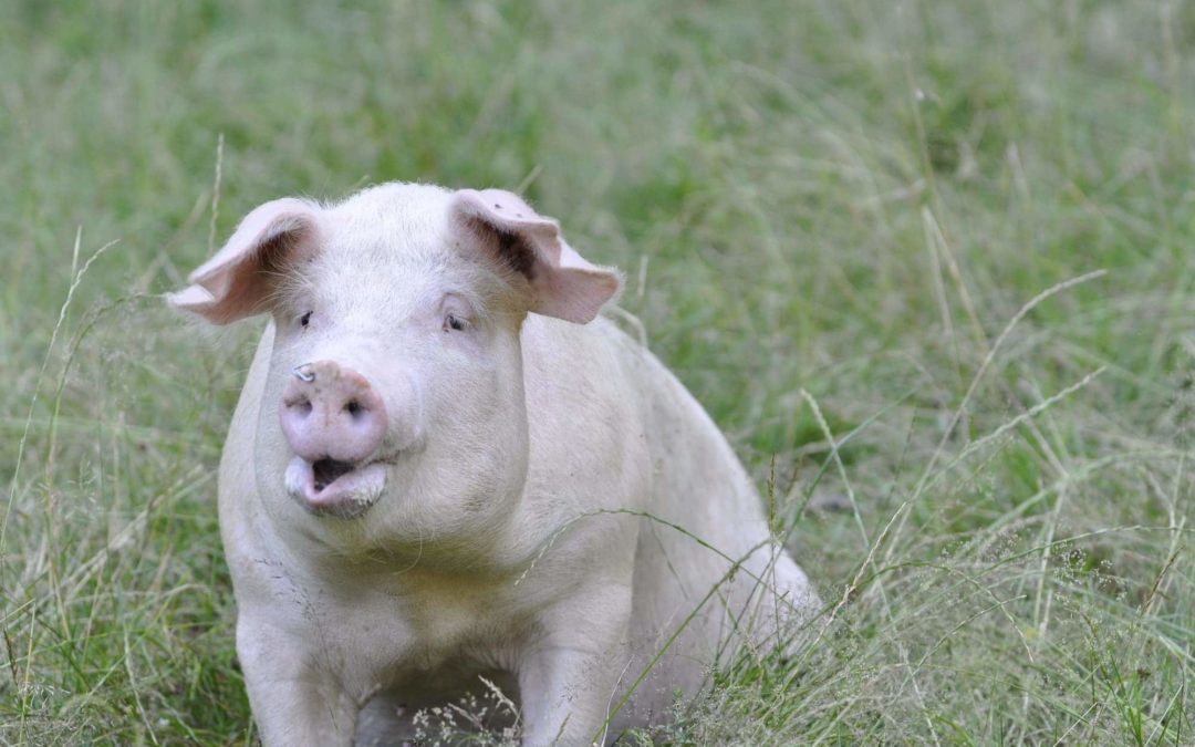 Promotion sur le porc Manex