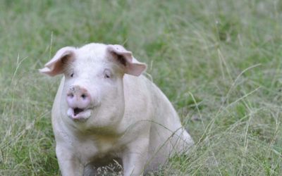 Promotion sur le porc Manex