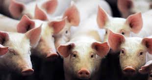 Promotion sur le porc Manex